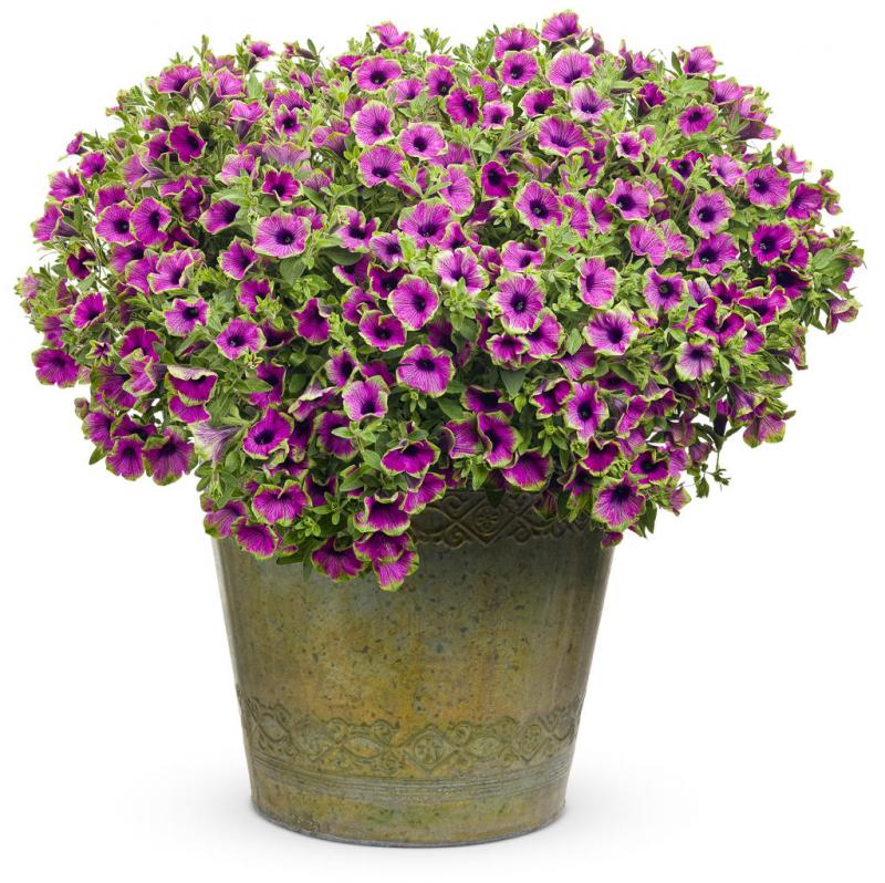 Петуния Picaso (4020)